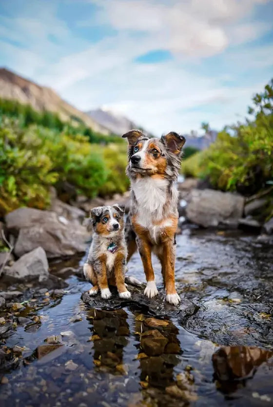 Then-and-now portrait of a dog by a mountain stream