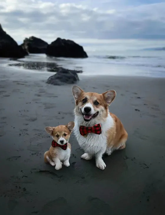 Then-and-now portrait of a corgi on the beach