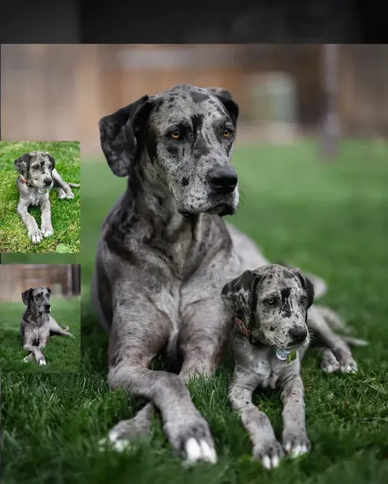 Then-and-now portrait of a dog and puppies in the studio