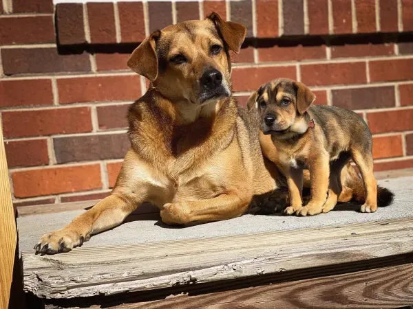 Beau and Tuck, the artist's own dogs