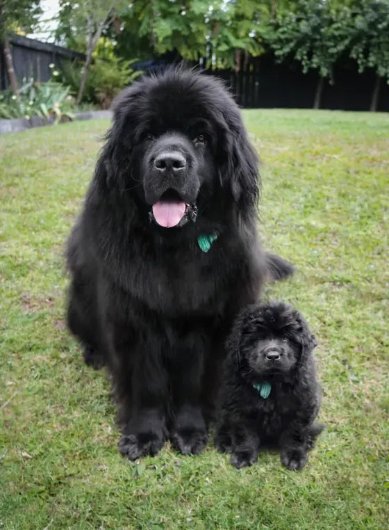 Then-and-now portrait of a big dog and its puppy self