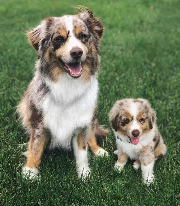 Then-and-now portrait of a dog as a puppy beside the grown dog