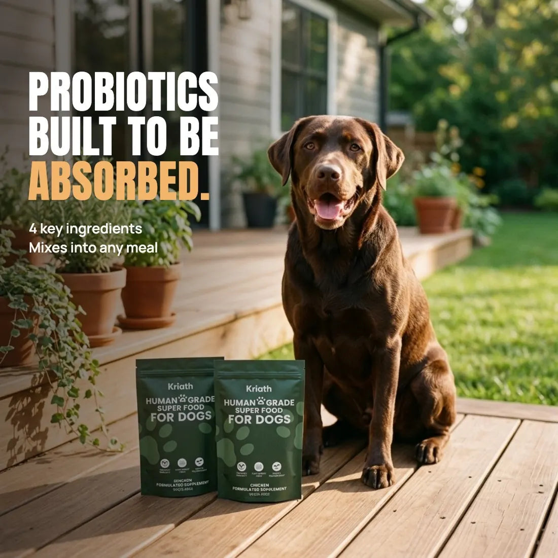 A happy chocolate Labrador on a sunny deck behind two Kriath Paws pouches: probiotics built to be absorbed, just 4 key ingredients, mixes into any meal